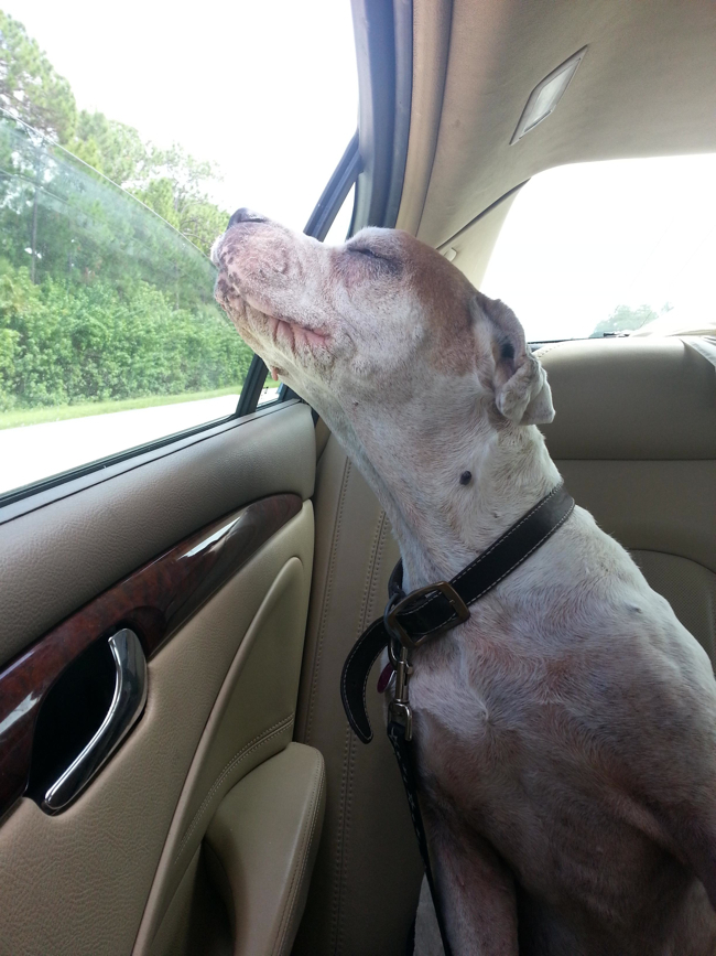Photo Of Old Dog's Last Ride Proves Love Changes Everything