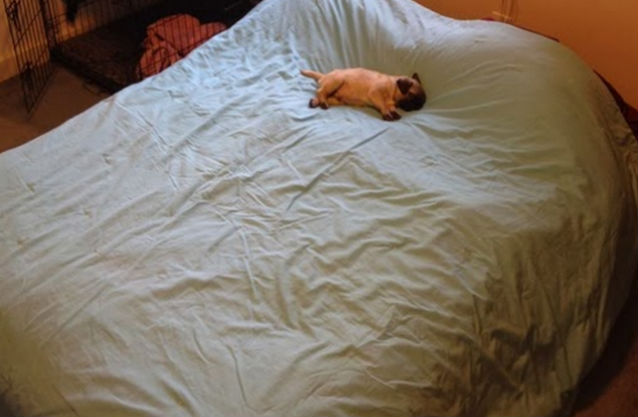 tiny dog on bed