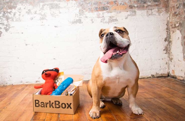 BarkBox Bulldog