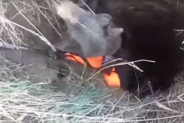 Blind-dog-saved-from-well