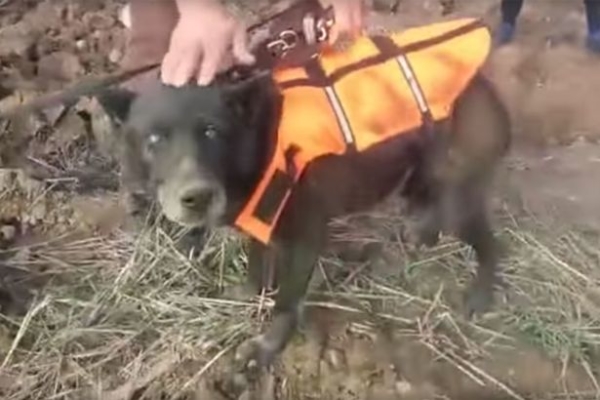 Blind-dog-saved-from-well2