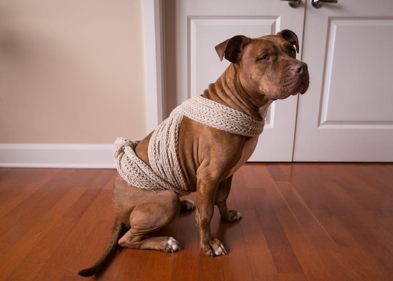 How To Make a DIY Anxiety Wrap To Calm A Nervous Dog - BARK Post