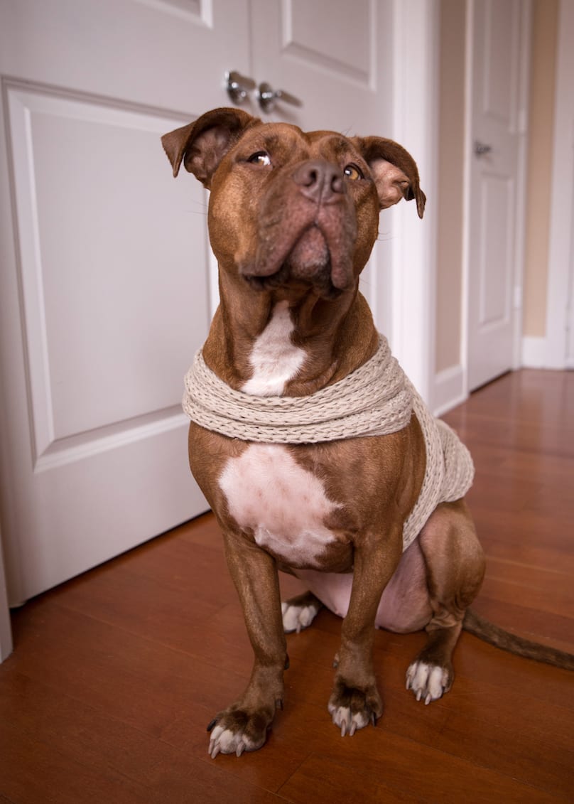 How To Make A Thundershirt For A Dog How To Make a DIY Anxiety Wrap To Calm A Nervous Dog - BARK Post