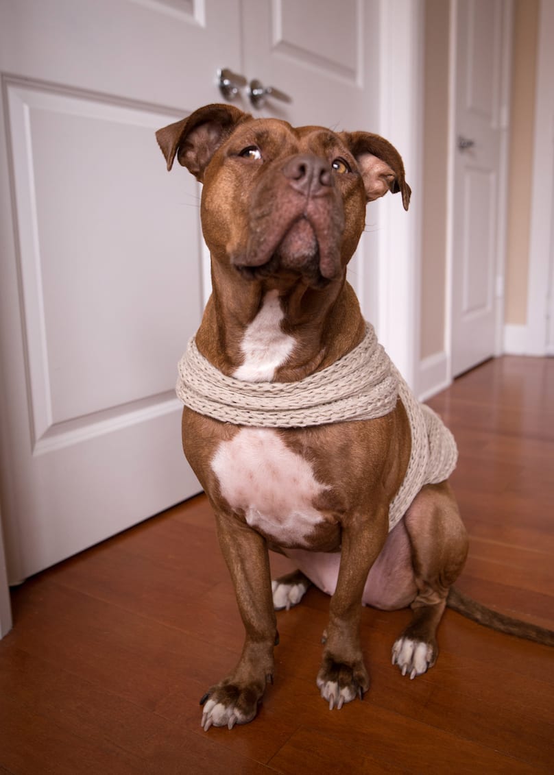 Ace bandage hotsell wrap dog anxiety