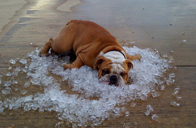 Dogs-And-Hot-Weather-17-Tips-For-Keeping-It-Cool-This-Summer-dog-in-ice