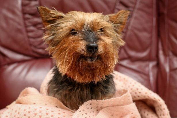 PAY-Jack-the-26-year-old-Yorkshire-Terrier-owned-by-Ray-and-Mary-Bunn (1)