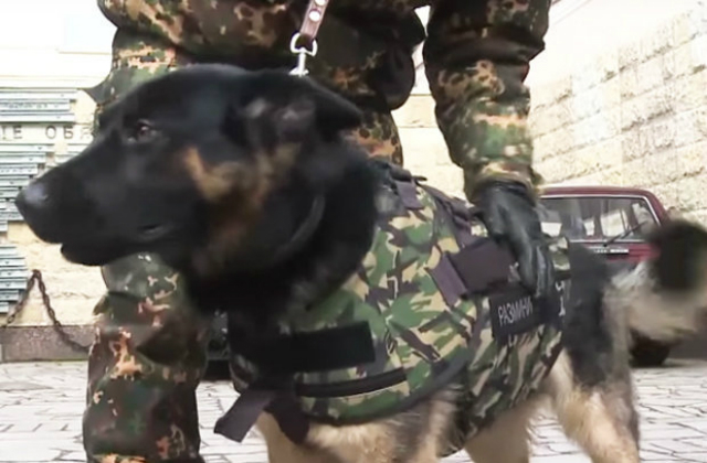 Russia-creates-poochy-armour-just-weeks-after-death-of-French-police-hound-Diesel-478267