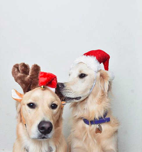 "Psst. I licked everything in your stocking."