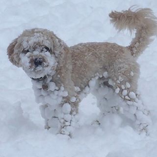 Snowy Dog murphyjames_the_cavapoo