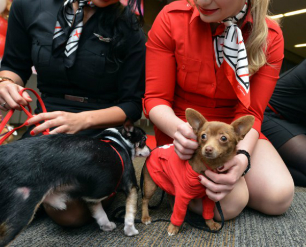 virgin america chihuahuas