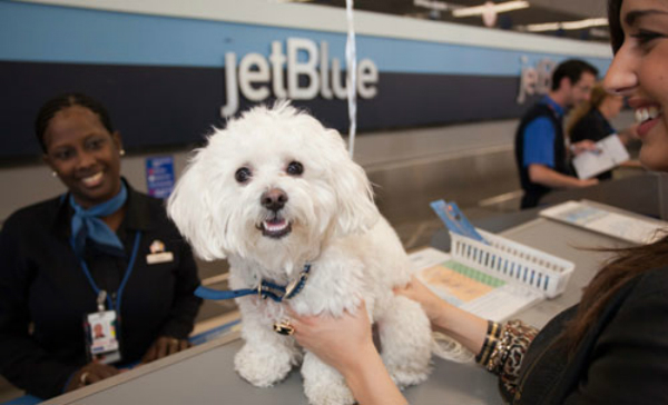 jetbluedog