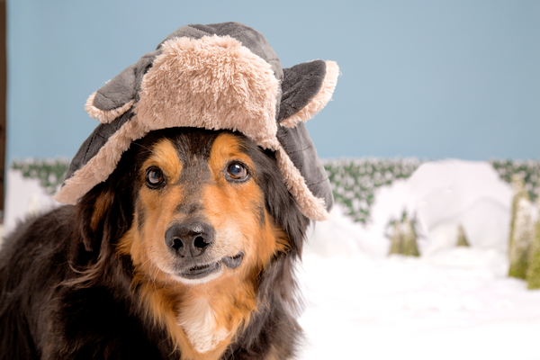 Chester Mishka's warm winter hat for dogs