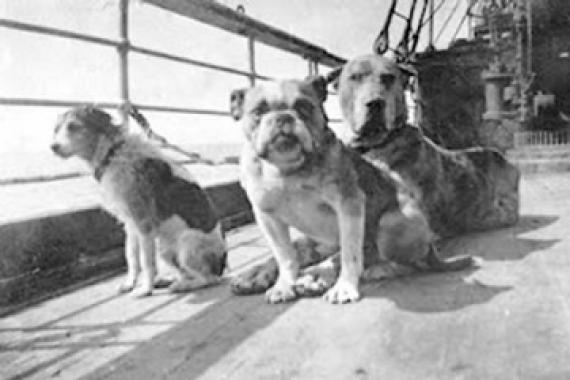 dogs on titanic