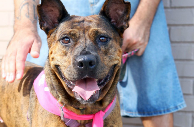 Ariel is described as a free-spirited Shepherd/Pit mix who's great with kids.