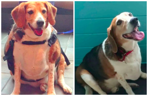 beagle-transformation
