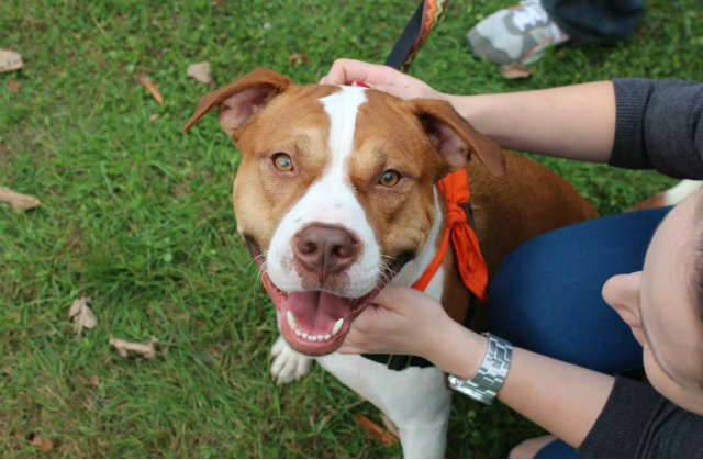 Bernie is a friendly Pit who is eager to please and loves to learn.