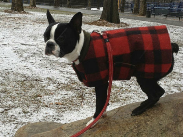 boston terriers in coats