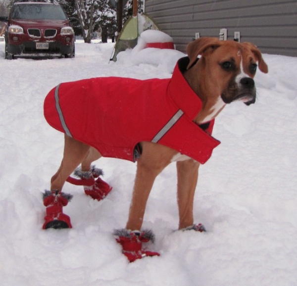 boxer in a coat