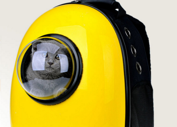 A hopeful cat astronaut, or, catstronaut.