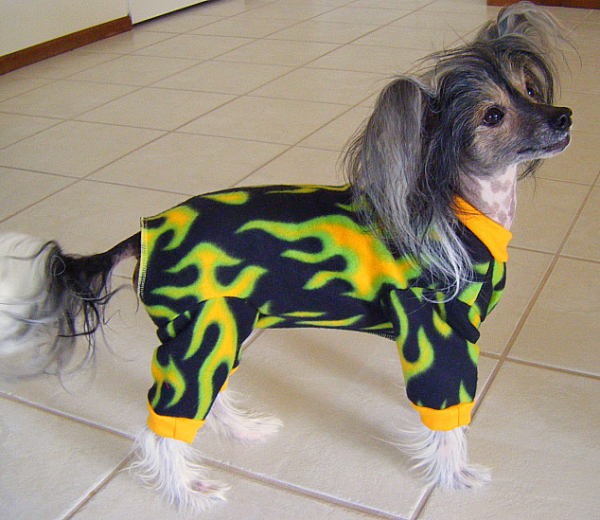 chinese crested in a coat