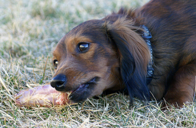 dachshund-eating-bone-1-e1430708666808