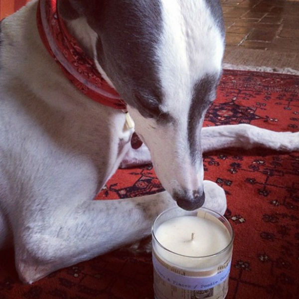 dog candle