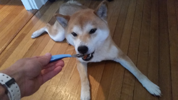 dog eating off fork