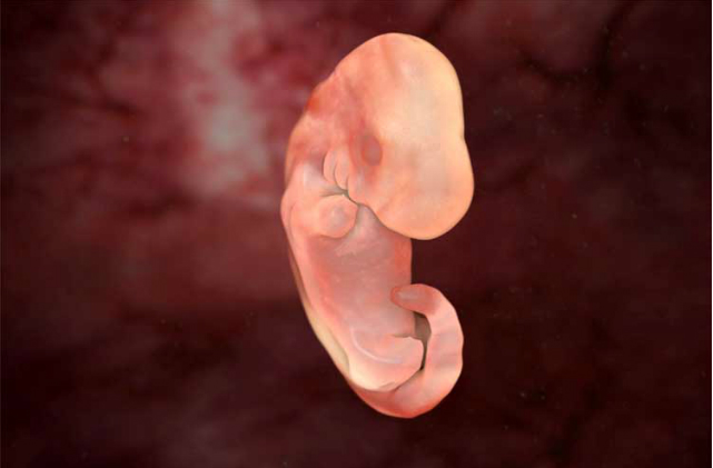 dog embryo