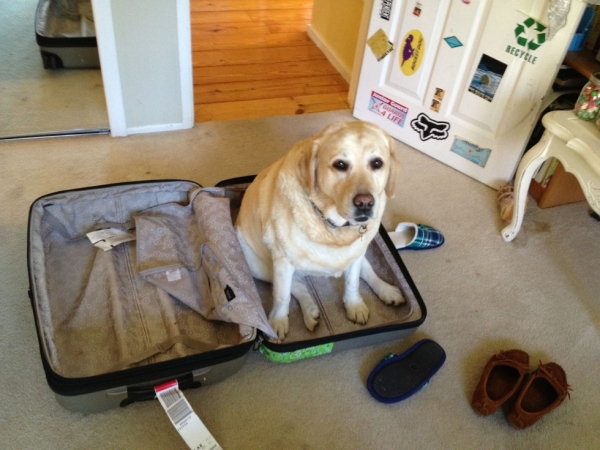 dog in suitcase