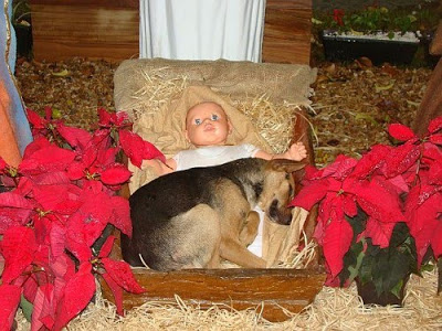 dog nativity 2