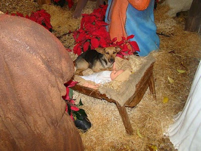 dog nativity 4