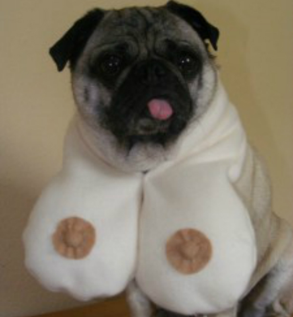 Your dog's nipples looked like this, right?