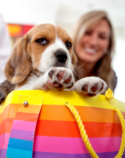 dog-shopping