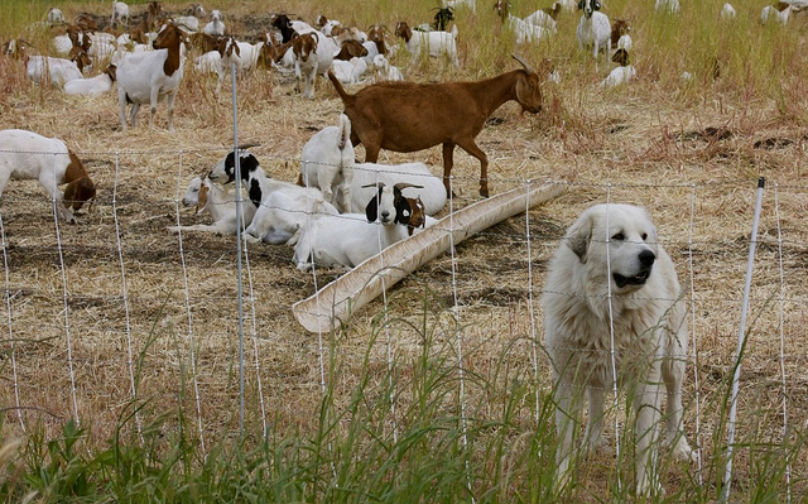 dog with his herd