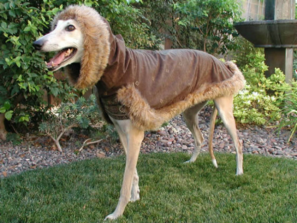greyhound coat