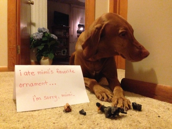 31 Christmas Dog Shaming Pictures