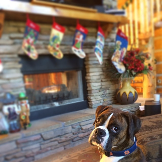 "Putting flammable socks right on top of the fireplace. Real smart, humans."
