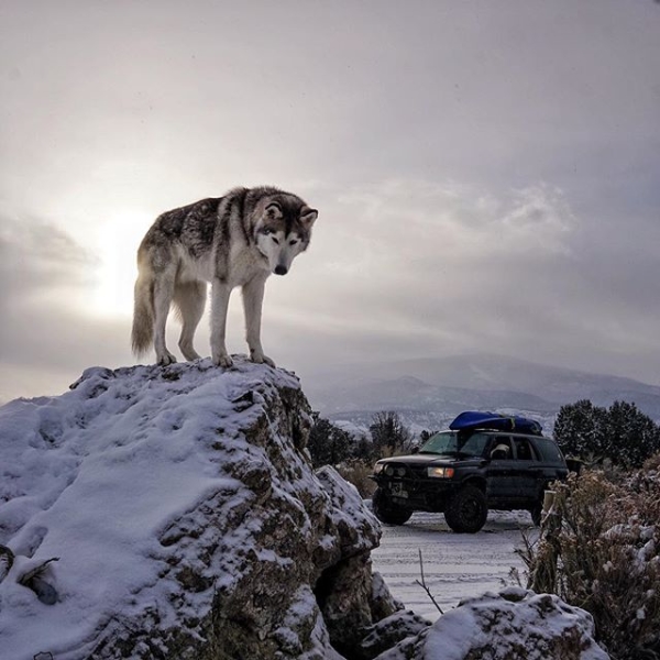 loki_the_wolfdog