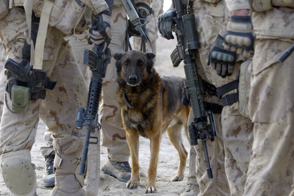 military dog 1