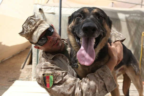 military dog 2 use