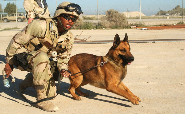 military dog header
