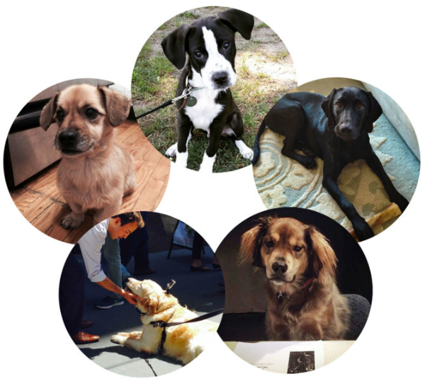 Clockwise from the top: Beau, a terrier/hound mix who covered the South Street Dog Run beat; Georgia, a black Lab mix who hung at the Washington Square Park Dog Run; Bravo, a Collie mix who photographed Union Square and West Village; Carl, a Golden/yellow Lab mix who took care of Hudson Square, Soho, and West Village; and Morris, a Samoyed-Yorkshire terrier mix who chilled in Prospect Park in Brooklyn.
