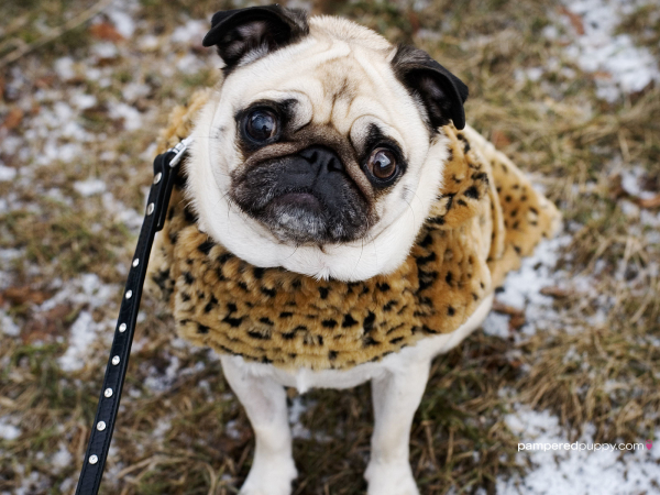 pug in a coat