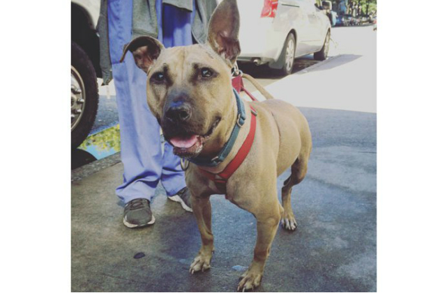 Dogs of all shapes and sizes! Regina, a tiny Pit mix, weighs in at only 35 lbs, but that doesn't mean this sweet and smart dog loves any less. 