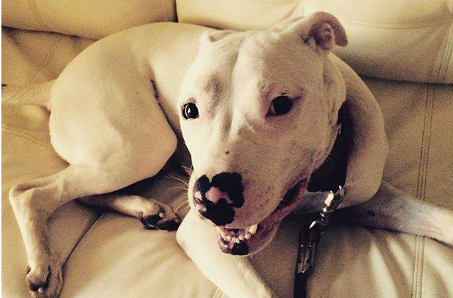 Rey is a playful Pit puppy who would make the perfect running (and snuggle) buddy.