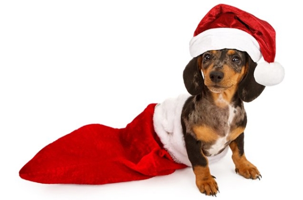 dog in stocking