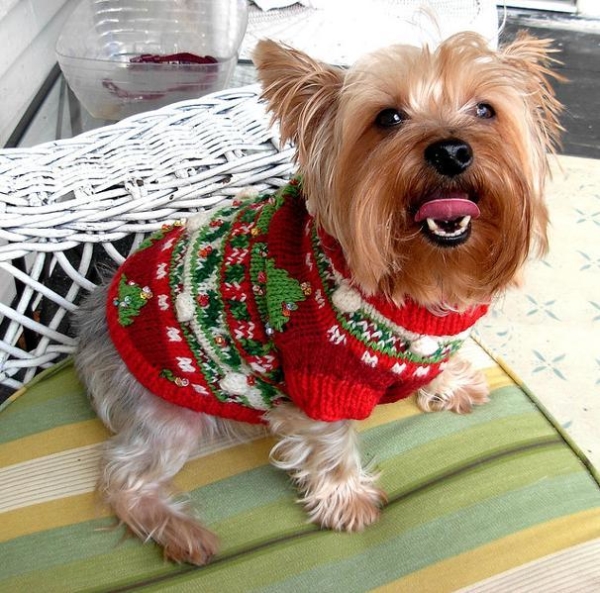yorkie in a sweater