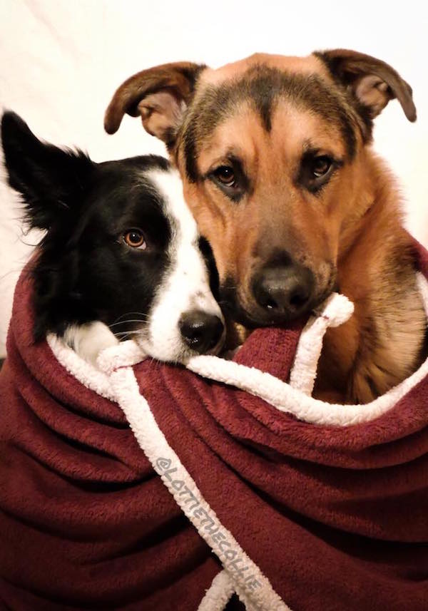 Lottie and Grizzly under a blanket