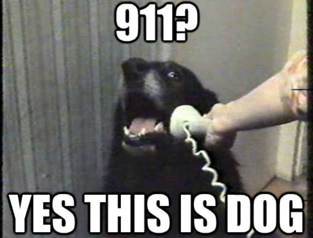 911 yes this is dog