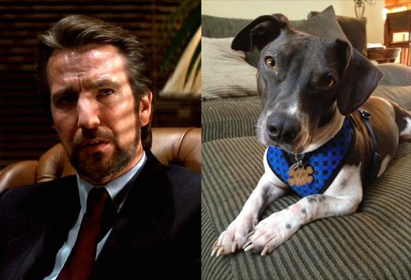 Hans Gruber the villain and Hans Gruber the doxbull